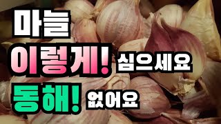 마늘 동해 없이 심는 방법 알려드려요! 마늘심는방법, 마늘심는시기, 마늘밭만들기, 마늘심기, How to plant garlic, The time to plant garlic