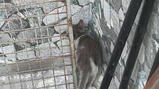 Kucing 🐱, kucil-kucil lagi mendapat tempat main baru agak extrem