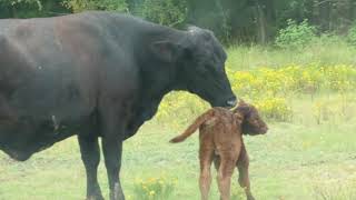 Mother cow grooms baby calf