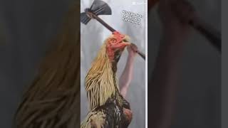 NEVER EAT CHICKENS #real footage