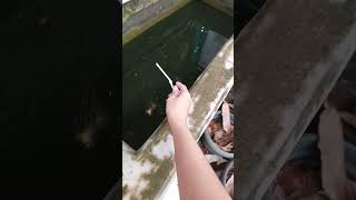 kolam ikan molly golden black yang bocor