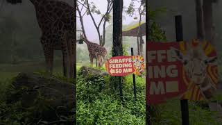 Menjelajahi Dunia Hewan di Taman Safari Bogor