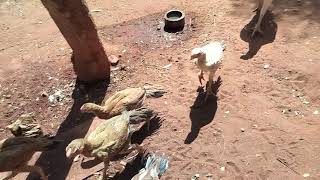 parrot Beak chicks tamilnadu| #parrotbeak #aseel #hen #chicks #longtail #parrotbeakaseelmurgafight