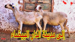 تم بـيـع جوج حوليات إلى مدينة الدار البيضاء … الله إسخر ليه 🏅🐑