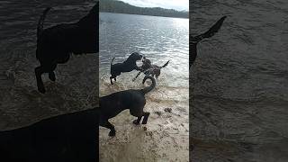 Лабрадоры, игры в воде. Labradors playing in the water.#shorts