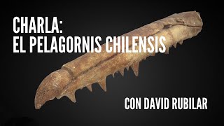 Charla: El Pelagornis chilensis