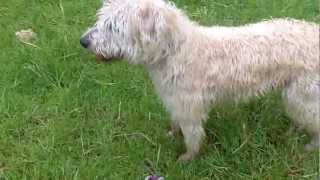 Irish Terrier Dougal.