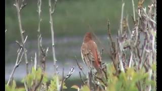 Rosenfink (Carpodacus erythrinus), Suseåns mynning (Hl).