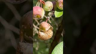 🫐🫐🫐🫐 Picking “You Only Live Once😄” #shortsfeed #shortvideo #blueberry #yummy #nature #shorts