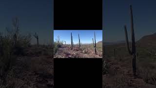 Day 2 solo cross-country - BIG CACTI!