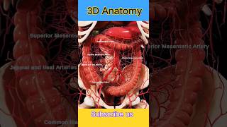 #artery #3danatomy #anatomy #anatomyhub #shortsvideo #viralshorts #medicalstudent #mbbslove #mbbs