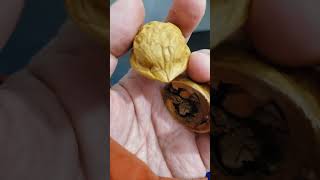 Walnut break open in half.