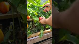 Harvest red bell pepper #shorts #toronto #2021