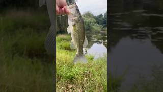 Nice bass on the shoreline ￼￼