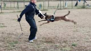 attacco malinois fase lanciato igp