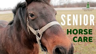 Dr. Rena Chang Discusses Senior Horse Care