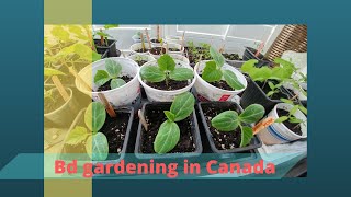 Bangladeshi gardening in Canada, Toronto