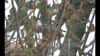 Yellow-browed Warbler on Rathlin Island