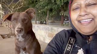 Feeding stray dogs