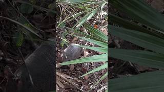 Cacería de armadillo #caceria #caza #florida #viral #armadillo #fyp