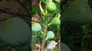 buah langka dana jarang rasa manis buah tiin#berkebun #berkebundirumah #pertanian #petualangan