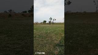 six mar Diya me boll par 😔🥺#viral #cricketshorts #cricket #video #cricketlover #shorts #cricketnews