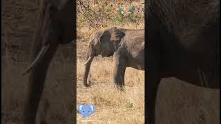 Amazing Elephant Facts You Didn't Know ‼️ #animal #kidsvideo #animals  #shortvideo #shortvideo