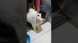 Induk Kucing Ngambek Bayinya Diambil Manusia