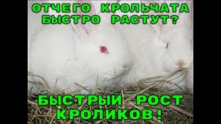 ОТЧЕГО КРОЛЬЧАТА БЫСТРО РАСТУТ?