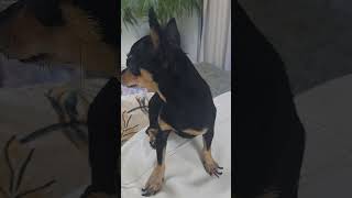 Taki taki!.. #colombia #dog #viralvideo #pets #reels #reels #funnyvideo #anime #music #viralreels