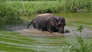 The Elephant Sanctuary | Debbie Plays with Tree Branch in the Pond