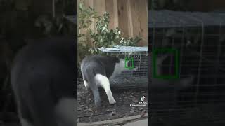 Funny Cat Encounter with 'It's a Trap' Raccoon Cage!" #catandmouse #itsatrap