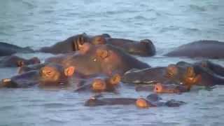 Hippo voices - St Lucia Estuary