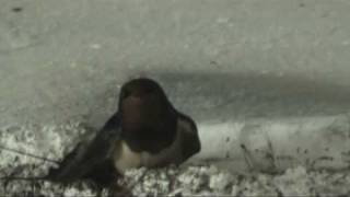 Razburjena kmečka lastovka (Upset barn swallow)