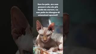 I gatti senza Pelo, #shorts #amicifelini #gattino #curiosità #cat #cute