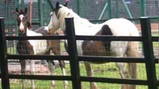 Bored foal trying to kill Guinea Fowl.