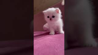 Cute Little Kitten #shorts