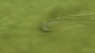 Super caçada golfinho vídeo fenomenal