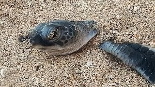 Black turtle hatchling emerges from its nest for the first time