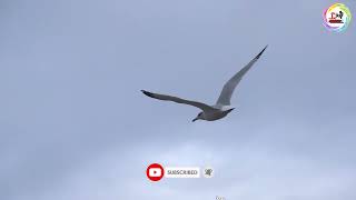 Seagull Flying