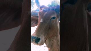 😱😱 dangerous cow😱😱.#shorts #youtubeshorts #highlights