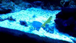 Dracula, Yellow Watchman, and High Fin Gobies.3gp