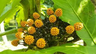 Osmoxylon talaudense Philipson, Laripatu, Indonesia  Ornamental Flower