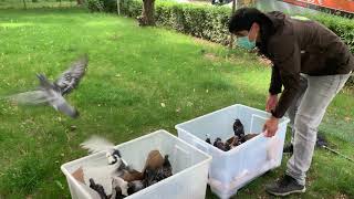 Release of rescued pigeons