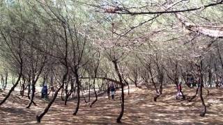 Hutan Cemara di Pantai Cemara Sewu