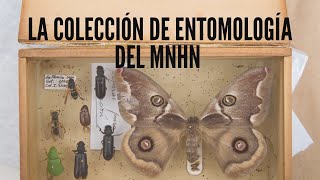 Charla: «La colección de Entomología del MNHN» 🐞