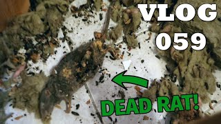 I GOT COVERED IN RAT POOP! | VLOG 059