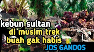 kerja bahagia bos lebi bahagia‼️sawit unggul ➡️gaji juga unggul 👍🏻#petanisawit #buahsuper #petani