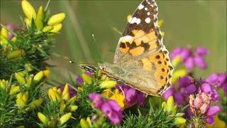 Painted Lady butterfly influx of summer 2019