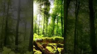 Beautiful Nature forest video with relaxing music